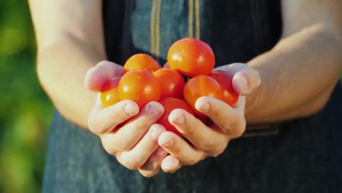 一个农民拿着一把成熟的红色西红柿。有机蔬菜概念