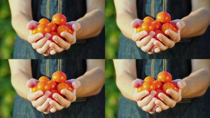 一个农民拿着一把成熟的红色西红柿。有机蔬菜概念