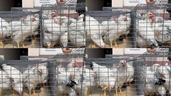 4k活鸡在农贸市场上出售。