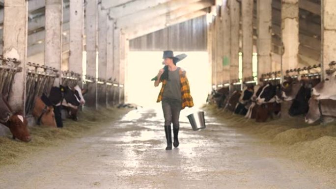 4k视频中年女农场工人拿着水桶和铁锹，穿过牛棚设施，成群的母牛站在饲养场中