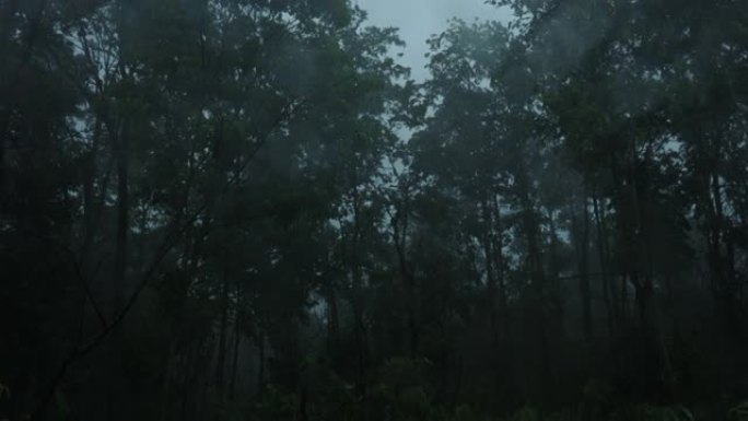 暴雨暴雨深林。在雨季，强风在黑暗中吹动树木。