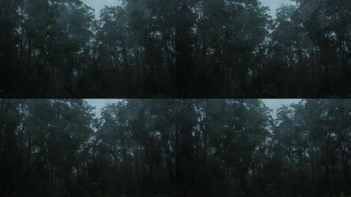 暴雨暴雨深林。在雨季，强风在黑暗中吹动树木。