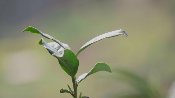 茶园茶叶 茶叶特写