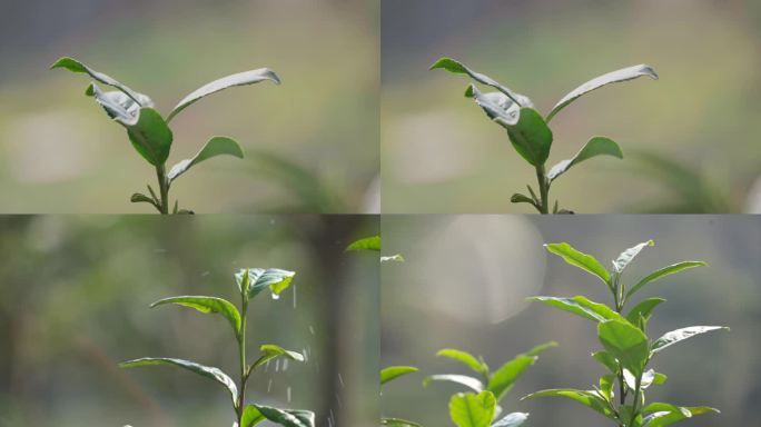 茶园茶叶 茶叶特写