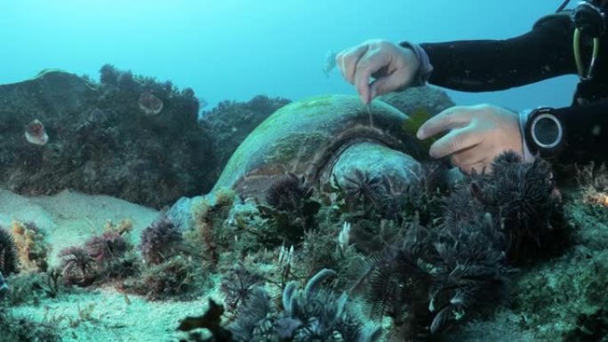 海洋科学家在潜水时使用水下设备从静止的海龟中收集样本以进行科学计划的独特见解