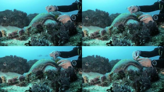 海洋科学家在潜水时使用水下设备从静止的海龟中收集样本以进行科学计划的独特见解