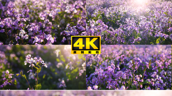 春天二月兰  鲜花盛开