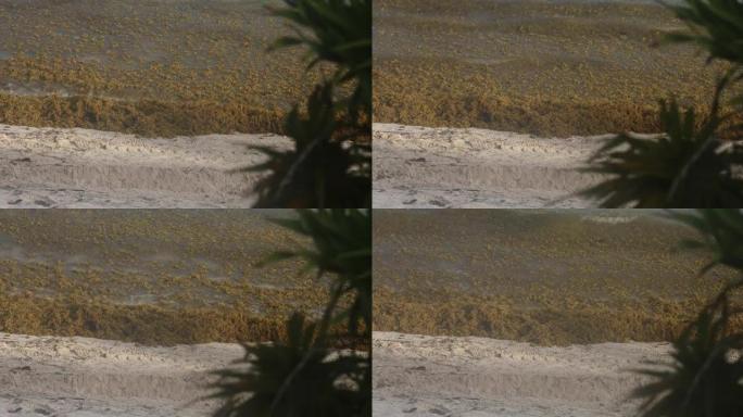 阳光海滩上的海藻