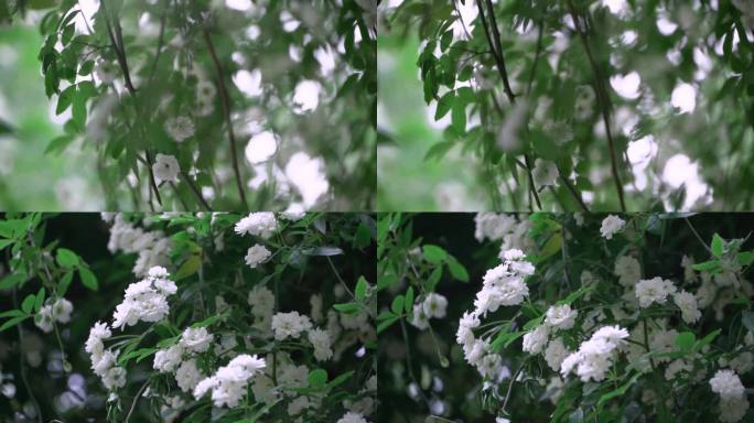 木香花 茉香花