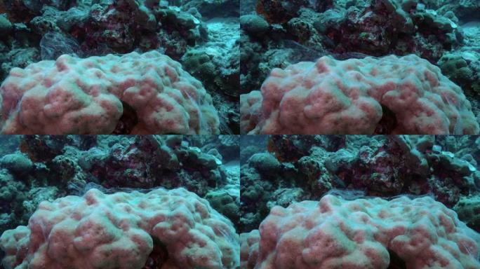 强调珊瑚排出粘液作为保护