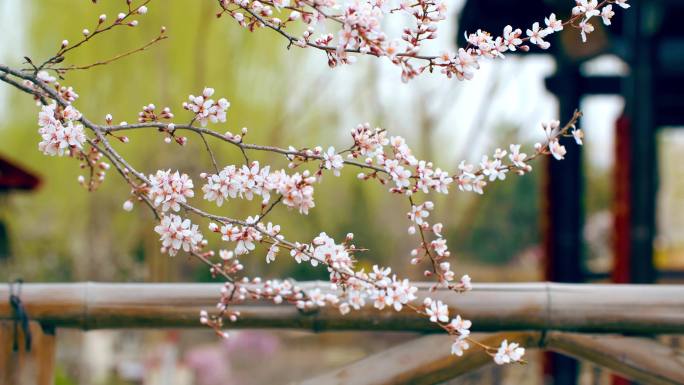 实拍春天国风意境一枝桃花盛开