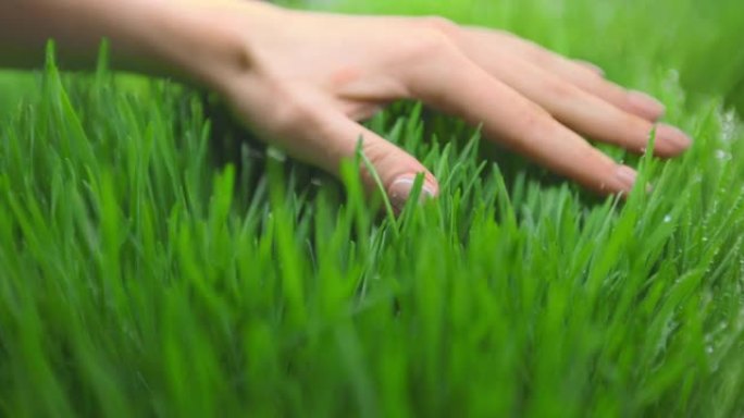 一只手放在草地上的特写镜头。