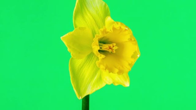 在4k延时电影中，水仙在绿色背景下绽放。水仙花在移动的时间流逝中开花开花。