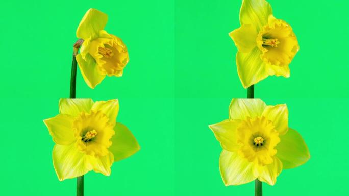 在4k延时电影中，水仙在绿色背景下绽放。水仙花在移动的时间流逝中开花开花。