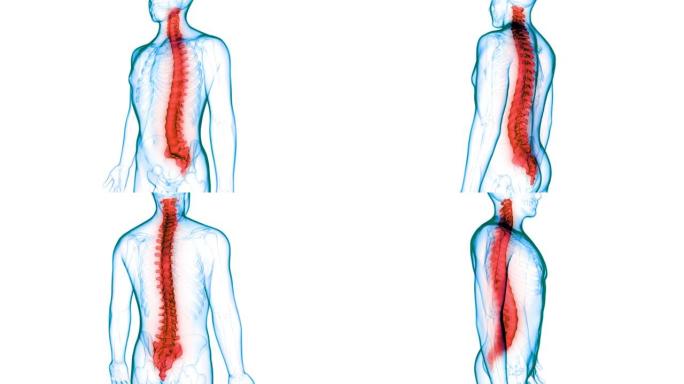 脊髓脊柱人体骨骼系统解剖动画概念