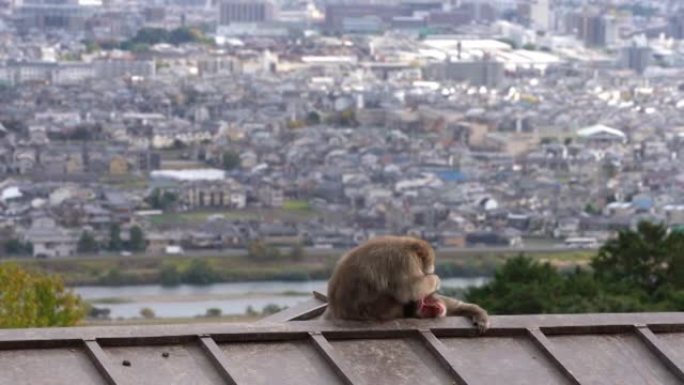 在京都岚山美容日本猕猴。