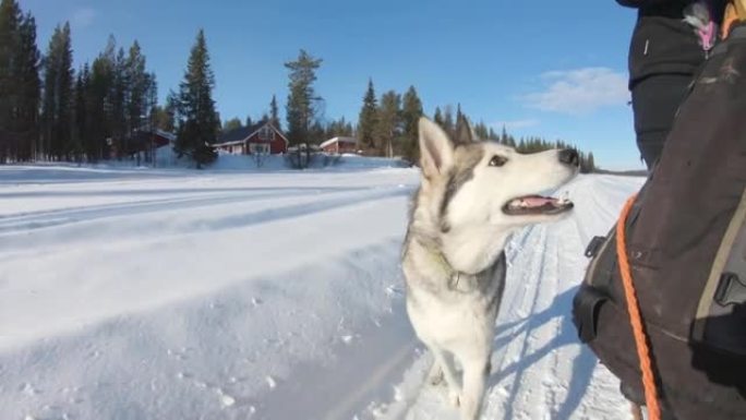 快乐的西伯利亚哈士奇狗在雪地上的雪橇旁奔跑。
