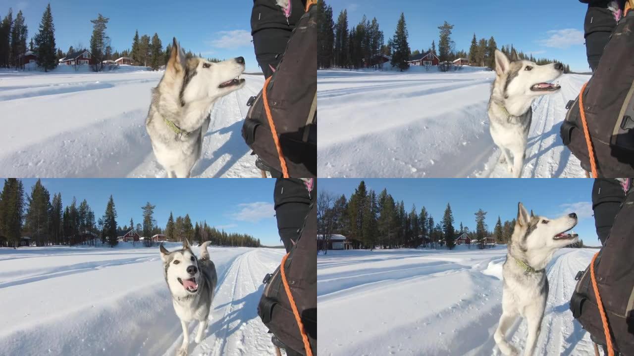 快乐的西伯利亚哈士奇狗在雪地上的雪橇旁奔跑。