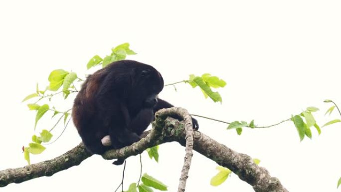 来自中美洲和南美洲的大吼猴-Alouatta palliata或金色大吼猴，新世界猴。美国热带雨林的