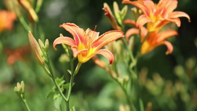 黄花菜橙花在风中摇曳。