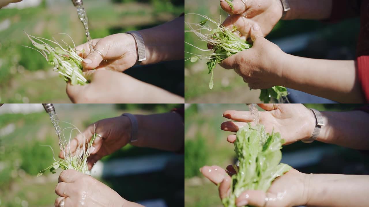 一名妇女从花园床上收集的土壤中清洗蔬菜。特写拍摄