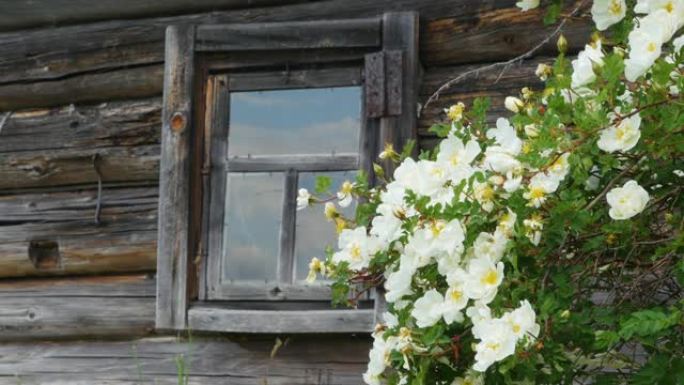 一座古老的木屋的窗户和一个有白花的灌木丛