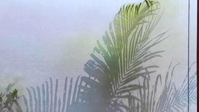 我的热带棕榈叶摇摆植物阴影投在织物窗帘上宁静的运动