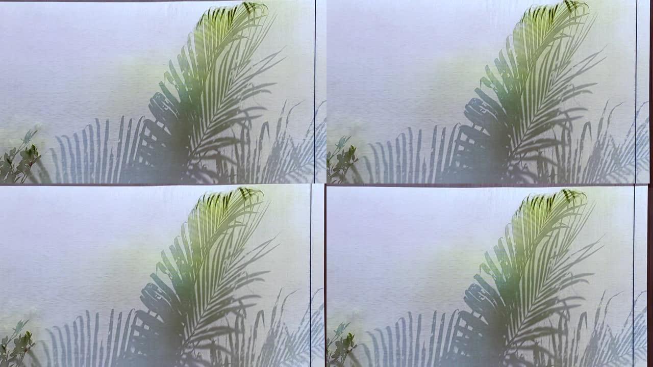 我的热带棕榈叶摇摆植物阴影投在织物窗帘上宁静的运动