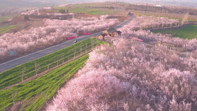 桃花满山