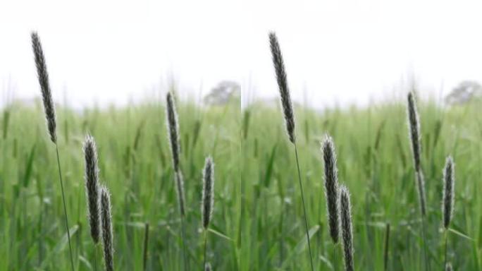 清晨的大麦和微风中的草头