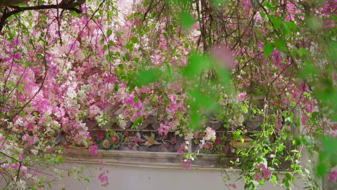 粉白色三角梅花树繁茂