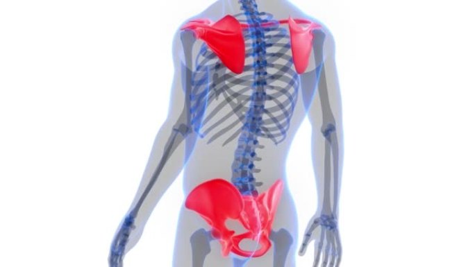人体骨骼系统胸骨和骨盆带解剖动画概念