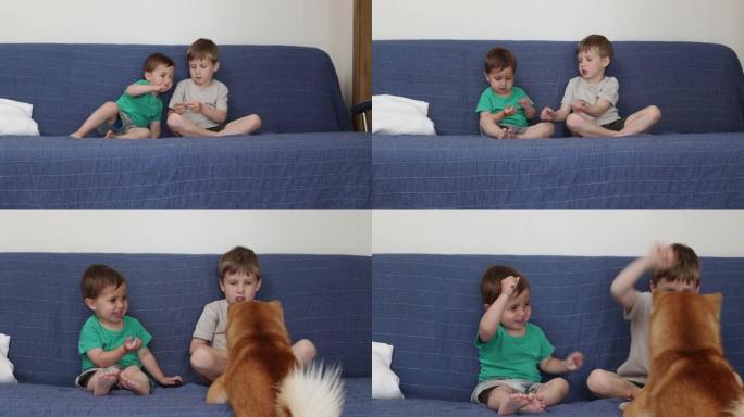 可爱的孩子男孩在沙发上玩耍和爱抚他的柴犬朋友。