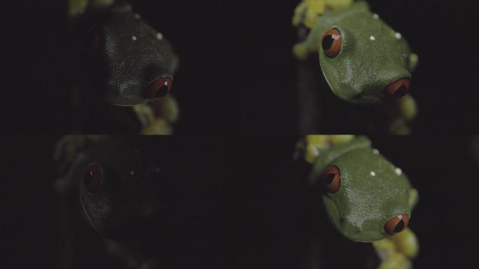 红眼树蛙交配