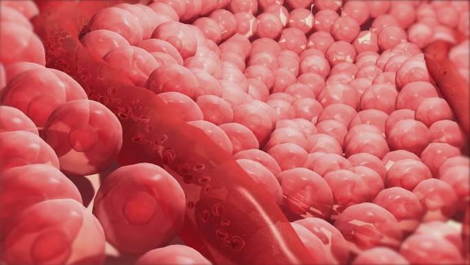 血管细胞血液 肌肉骨骼科学探索 人体奥秘
