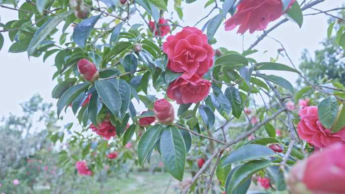 云南山茶花 山茶花园 茶花 野生茶花