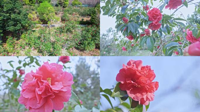 云南山茶花 山茶花园 茶花 野生茶花