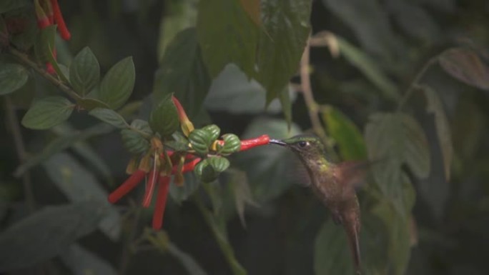 蜂鸟科 (Trochilidae) 是小鸟目中的一个科。从阿拉斯加和拉布拉多到火地岛，美国有350多