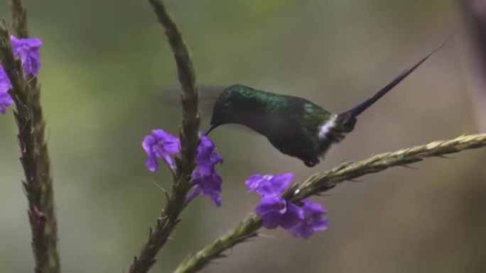 蜂鸟科 (Trochilidae) 是小鸟目中的一个科。从阿拉斯加和拉布拉多到火地岛，美国有350多