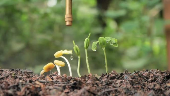 以慢动作喷洒幼树喷洒幼树浇水幼苗