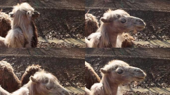 两只骆驼在一个农场接吻 -- 一对相爱的动物。情人节，关怀，互惠。动物园里的哺乳动物一起喝水