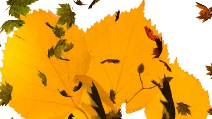 秋叶落在大黄叶上的动画