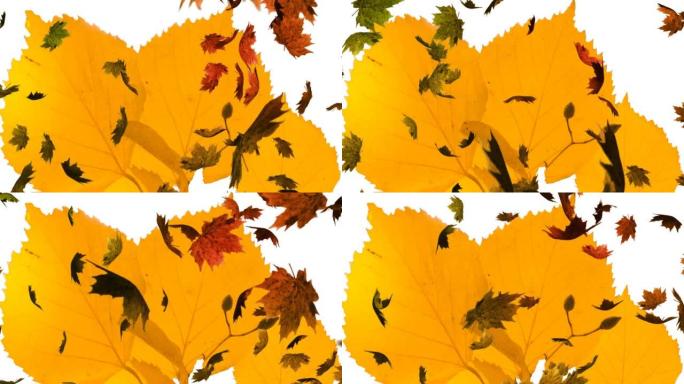 秋叶落在大黄叶上的动画