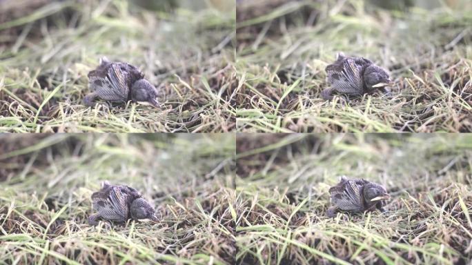 幼鸟在巢中出生