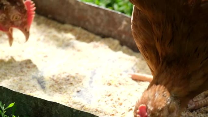 饥饿的鸡从户外的饲养者中吃谷物