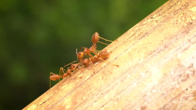 蚂蚁特写昆虫性别视频素材生物学动物行为