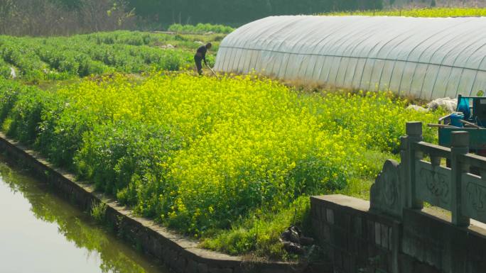 农民油菜花地耕作