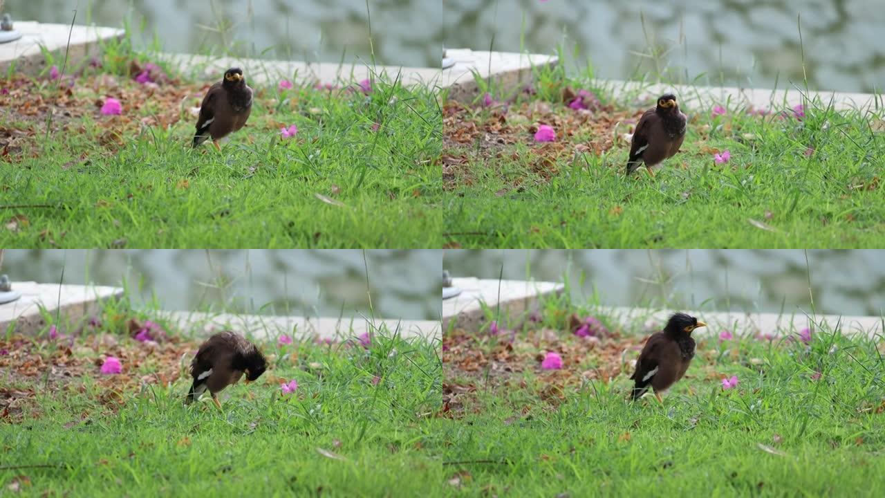 鸟儿走在公园里的绿色草坪上觅食。