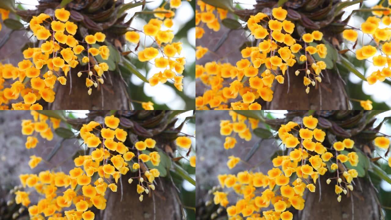 林德莱伊石斛黄花或蜂蜜芳香热带野生兰花盛开