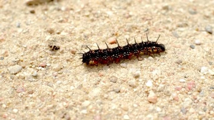 黑色多毛蝴蝶毛毛虫在沙地上行走特写